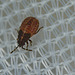 Shieldbug Nymph EF7A2967