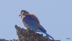 LR-1040207