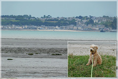 Collage de deux photos avec Photoscape: Ma chienne Giseh à Saint Benoit des Ondes avec vue sur le port de Cancale
