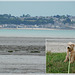 Collage de deux photos avec Photoscape: Ma chienne Giseh à Saint Benoit des Ondes avec vue sur le port de Cancale