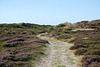 duinen, bloeiende heide