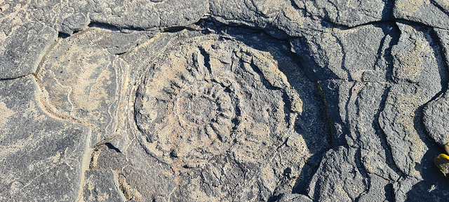 Fossils