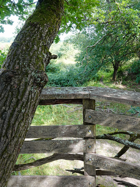 Tree-house