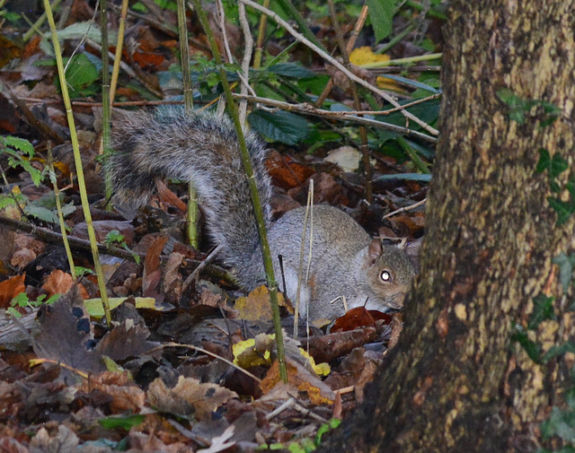 Grey Squirrel