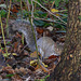 Grey Squirrel