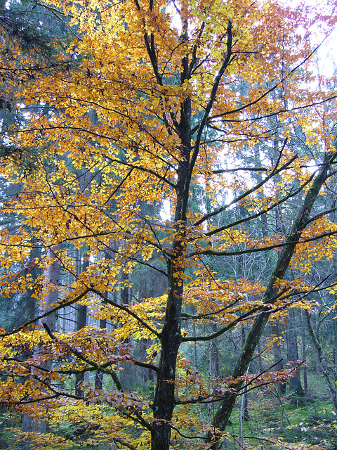 Spaziergang im Herbst