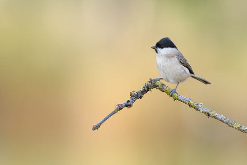 Mésange nonnette