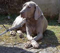 20150419 7684VRAw [D~SHG] Hund, Paschenburg/Pagenburg, Rinteln, Schaumburg