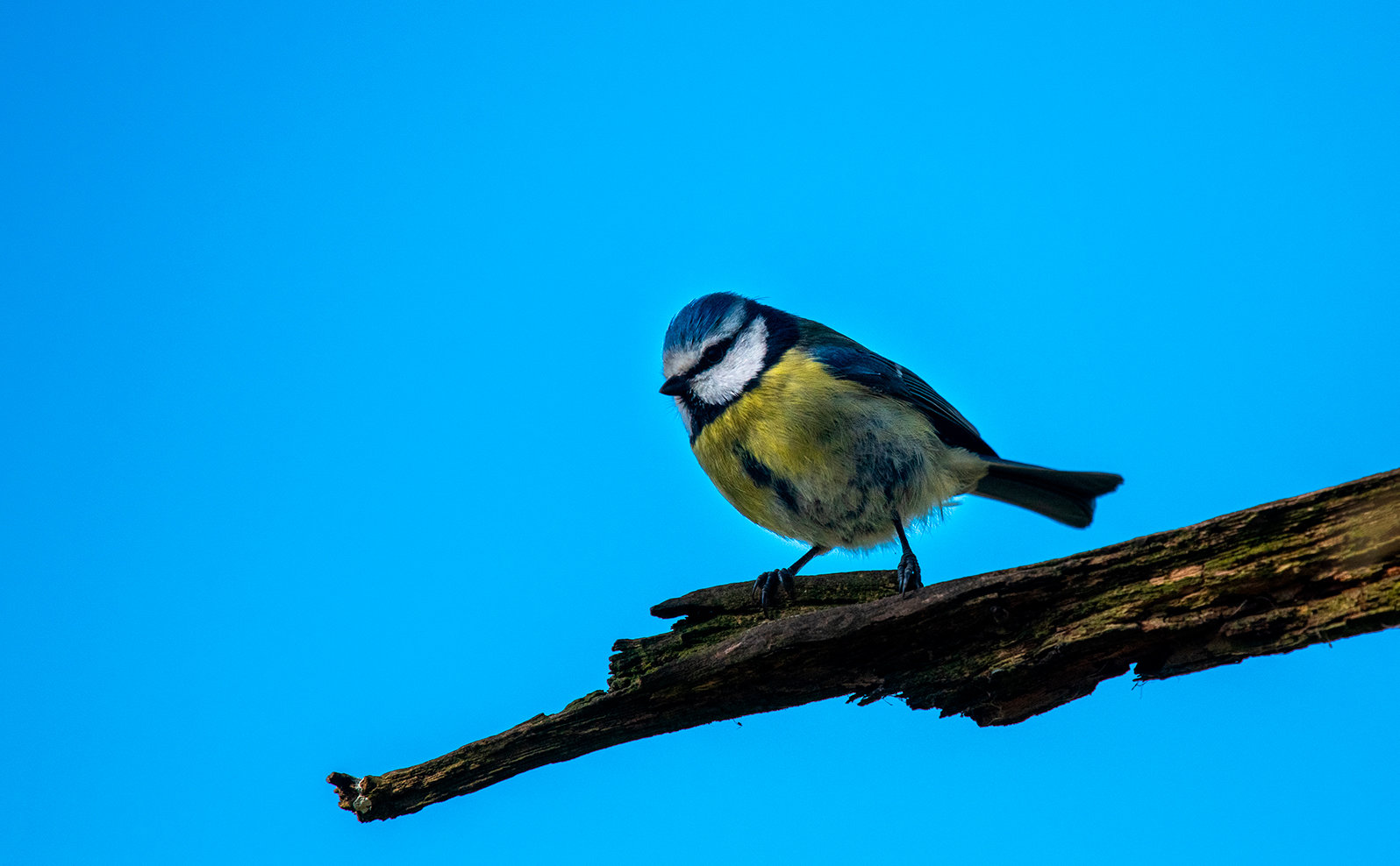 Blue tit