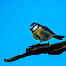 Blue tit