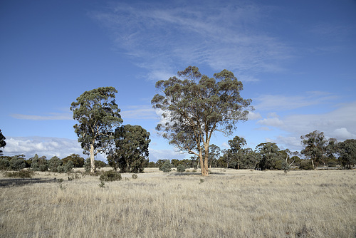 Landscape in Winter