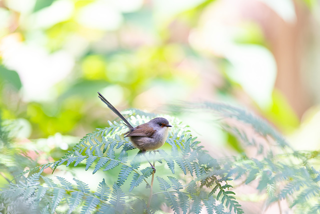 Red-Winged Fairy Wren Female