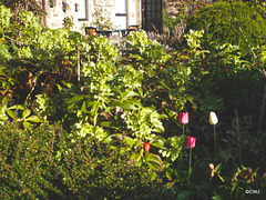 Early morning sunlight in the courtyard garden