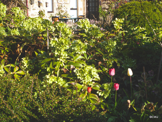 Early morning sunlight in the courtyard garden