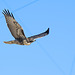 Young hawk avoiding guy wires