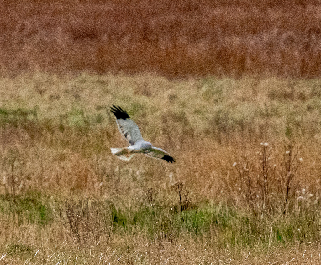 Male hen harrier