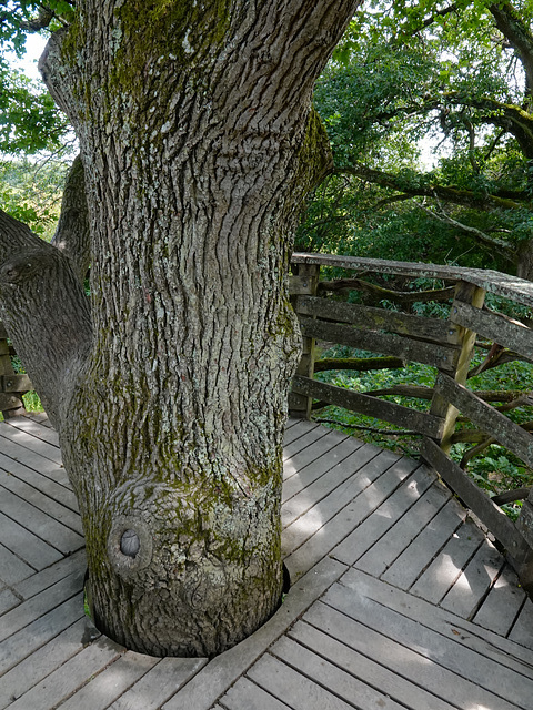 Tree-house