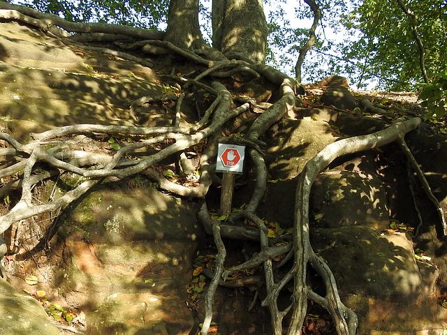 Baumwurzeln auf Elbsandstein