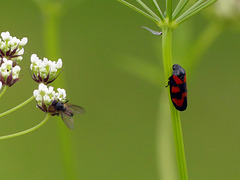 Bois d'Amont dans le Jura