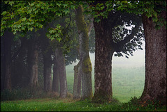 Alte Ahornallee