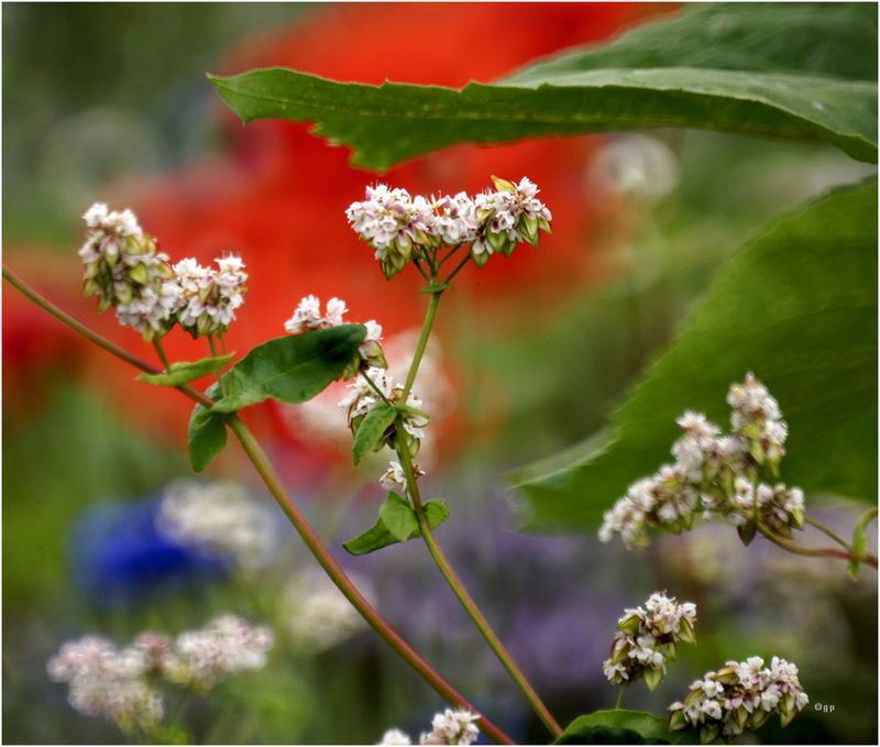 White with Colours