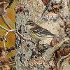 Yellow-rumped Warbler