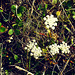 Queen Anne's lace