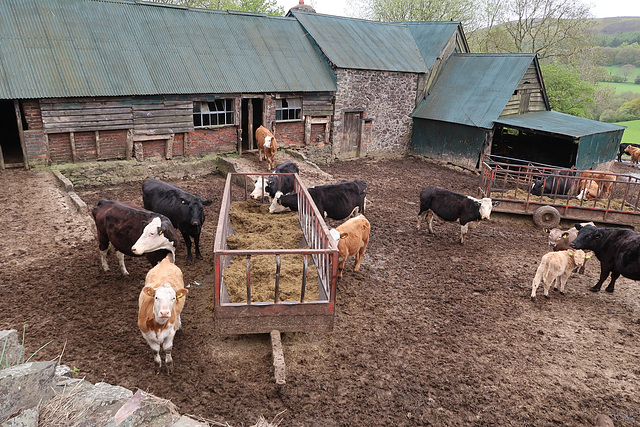 Farmyard