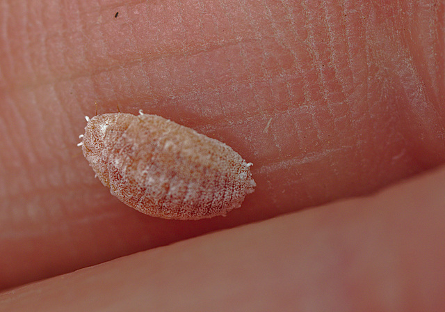 Scale Insect EF7A3053