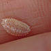 Scale Insect EF7A3053