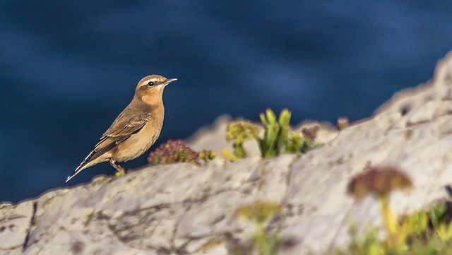 Pájaro al borde del acantilado