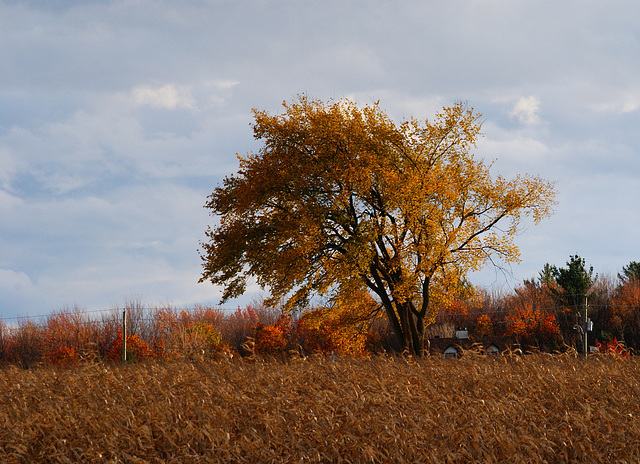 25/50 l'orme de M. Charbonneau, Mr. Charbonneau's elm tree