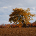 25/50 l'orme de M. Charbonneau, Mr. Charbonneau's elm tree