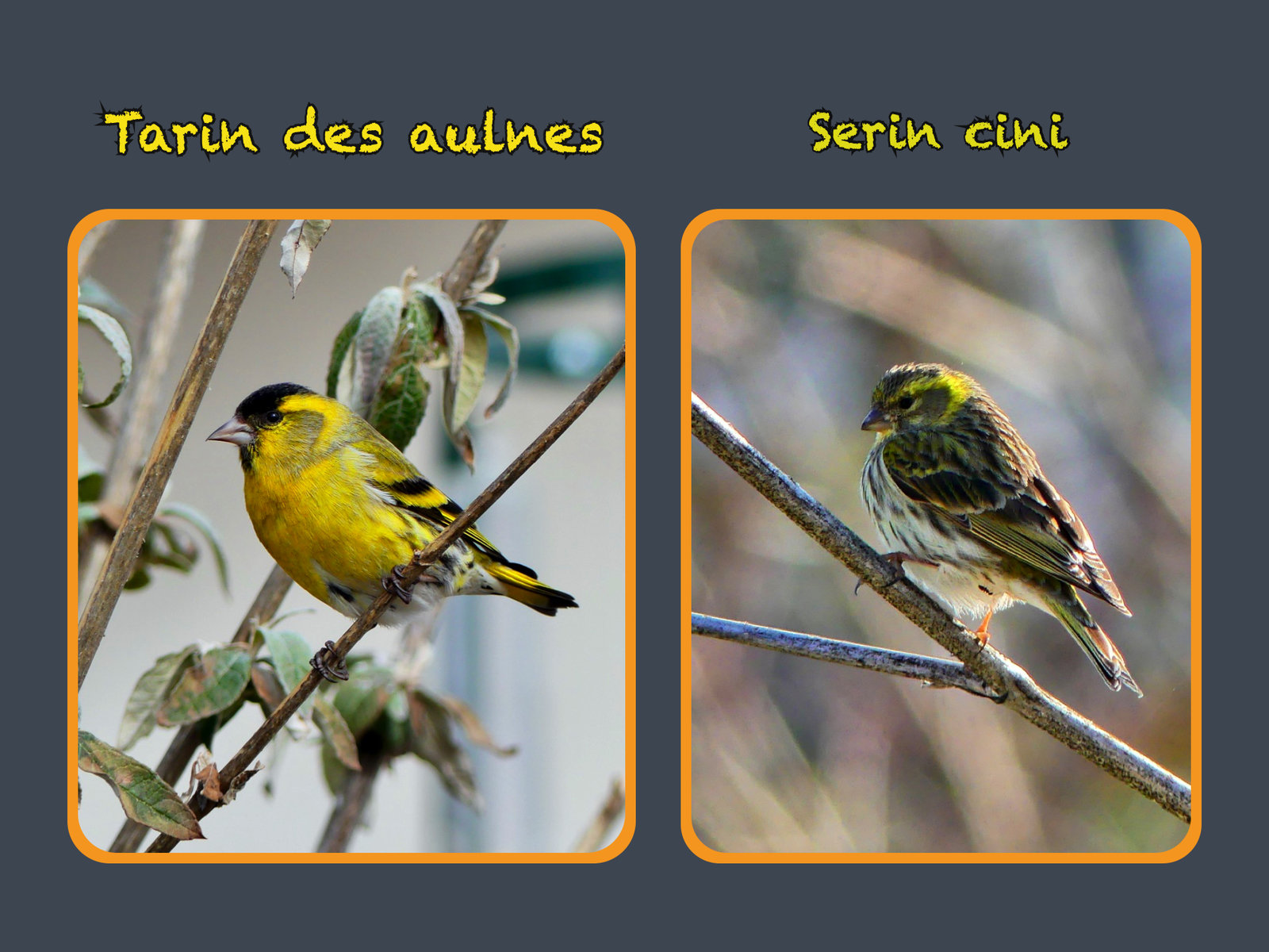 Tarin et serin