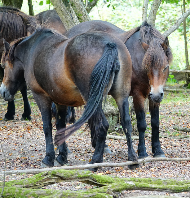 Wild (?) horses