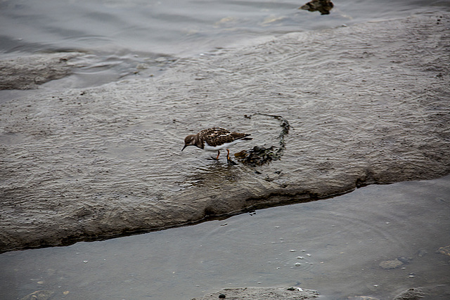 20140910 5110VRAw [NL]  Steinwälzer (Arenaria interpres), Terschelling