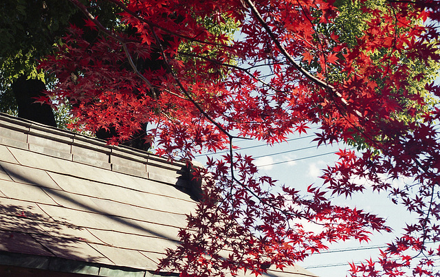 Colored maple leaves