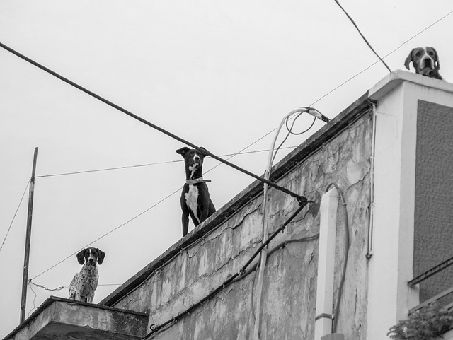 Athenian Dogs on a Roof