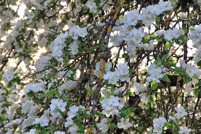 Blüten von einem sehr alten Streuobst Apfelbaum