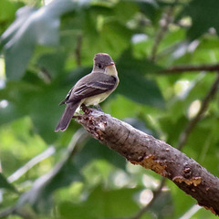 Eastern wood pewee