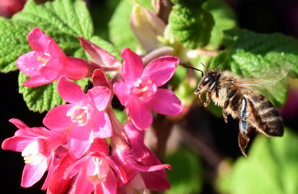 Biene im Anflug