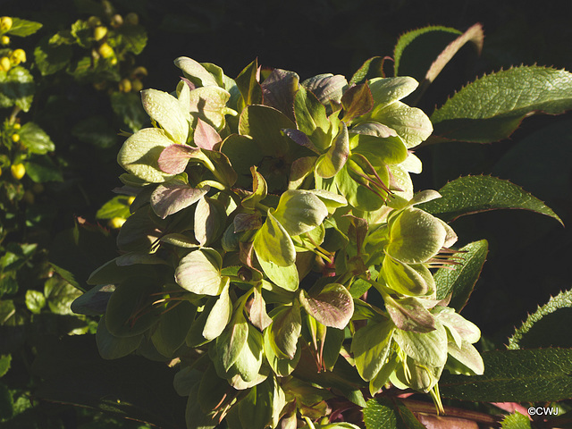 Early morning sunlight in the courtyard garden