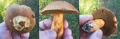 Bolete