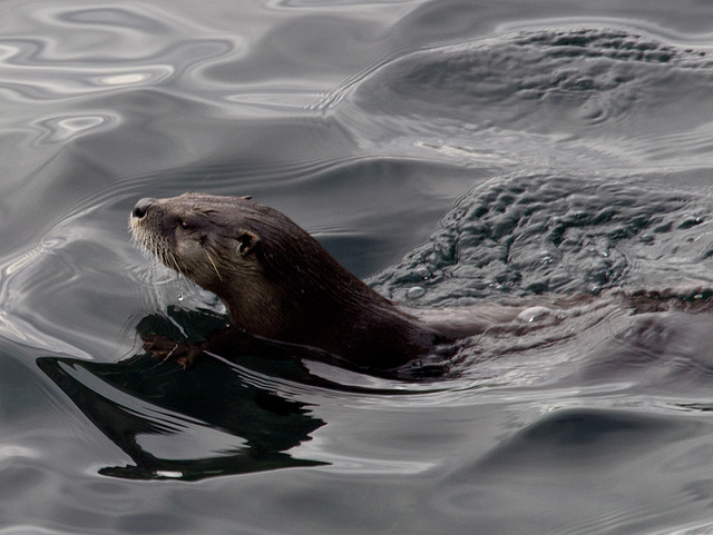 RIVER OTTER