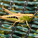 EF7A4491 Grasshopperv2