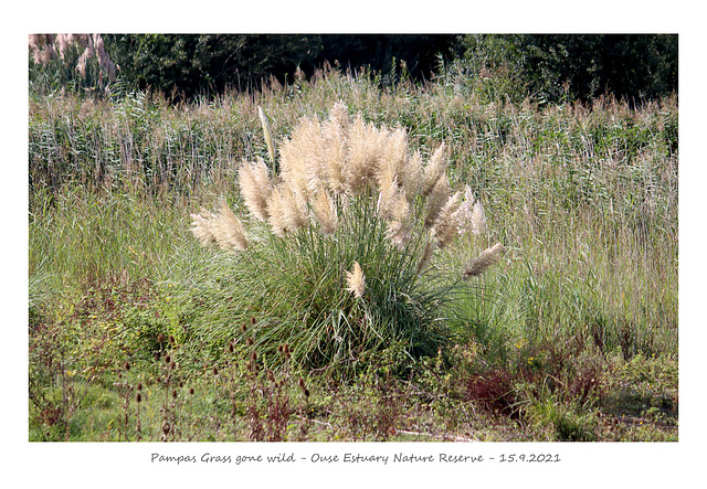 Pampas gone wild OENR 15 9 2021