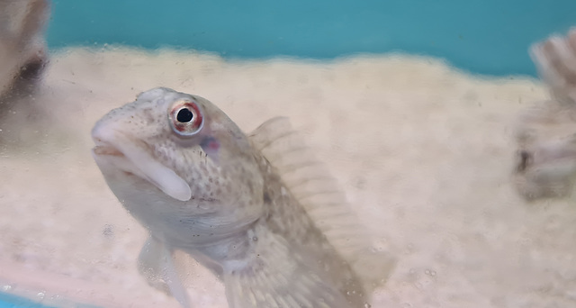 Lyme Regis Aquarium