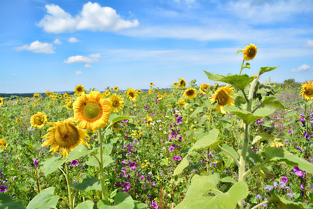 Sunflowers