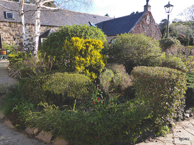 Early morning sunlight in the courtyard garden