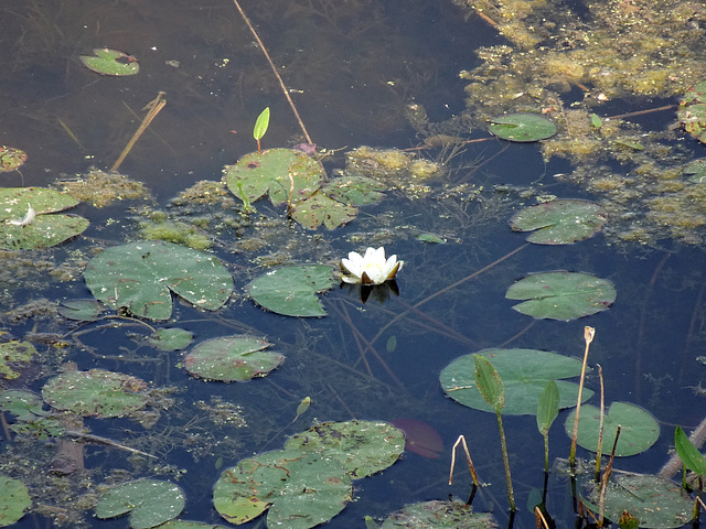 Die letzte Seerose im Biotop 2020